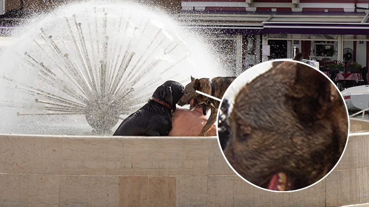 Dogs Chilling in the Fountain