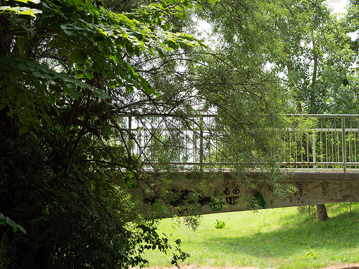 Foliage Wrapped Over a Bridge